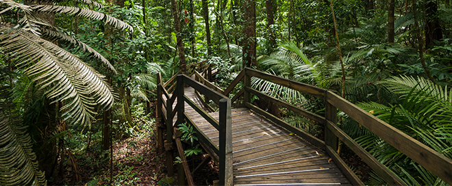 Daintree