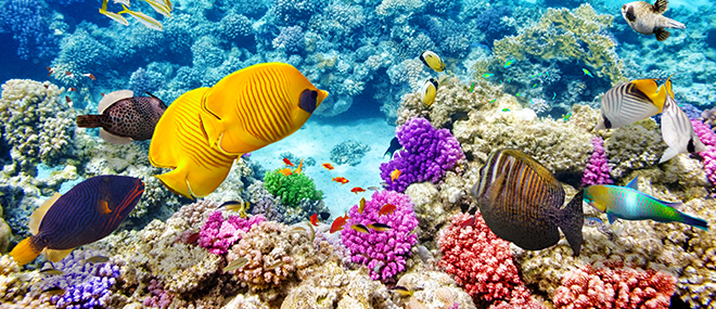 The Great Barrier Reef