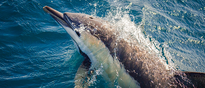 Dolphin watching, Port Stephens