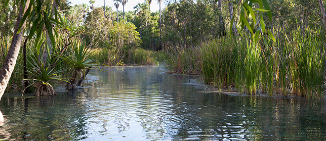 Mataranka Springs