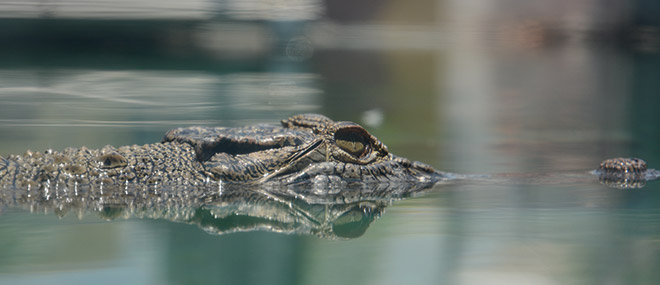 Crocs, Darwin, Australia