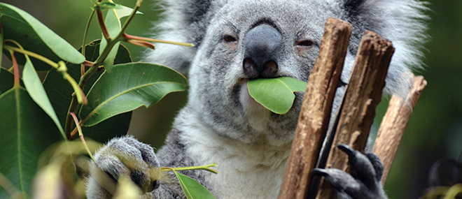 Koala, Lone Pine Sanctuary, Australia