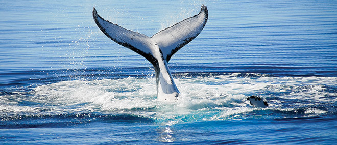 Whale watching Hervey Bay