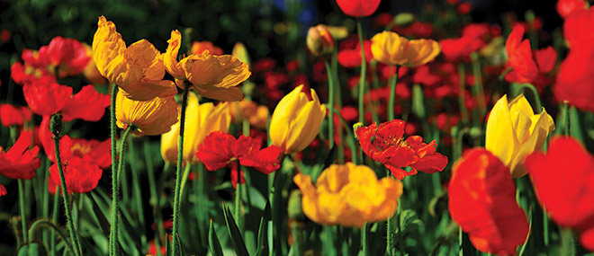 Carnival of Flowers