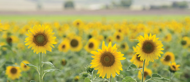Sunflowers, Toowoomba