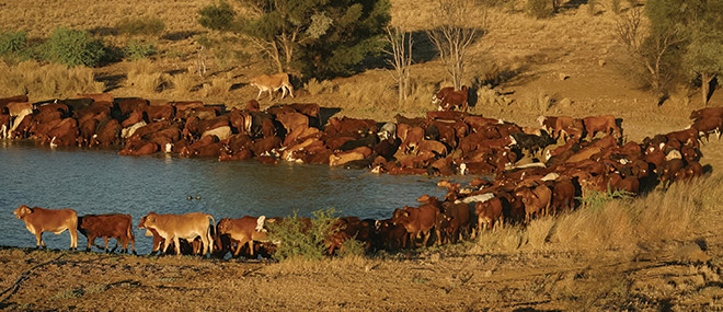 Cattle, Western Queensland
