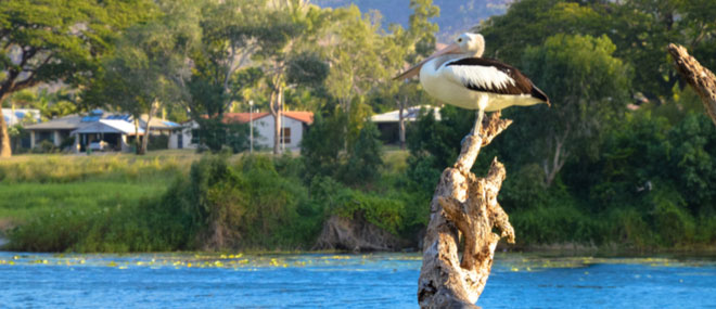 Pelican on the river