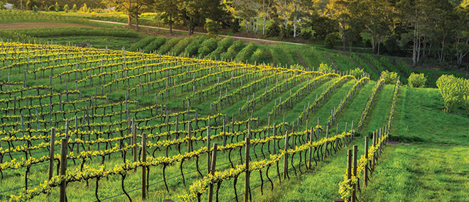 Barossa Valley Vineyard