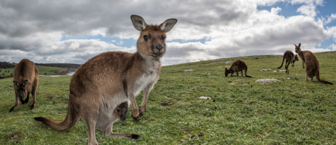 Kangaroo with a joey in her pouch, staring at a tourists camera, Kangaroo Island