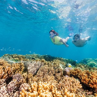 How You Can Help Save the Great Barrier Reef