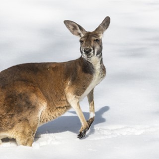 The Beginner’s Guide to Snow Season in NSW