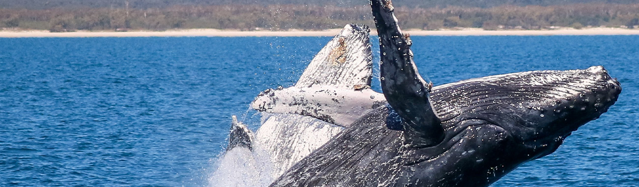 Things to do in Hervey Bay