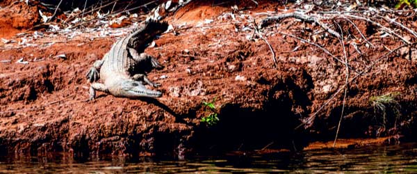 Freshwater Crocodile on the banks of the Ord River