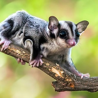 Top 10 Cutest Aussie Animals