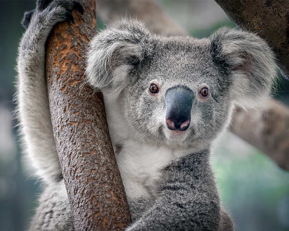 Top 10 Cutest Aussie Animals | Greyhound Australia