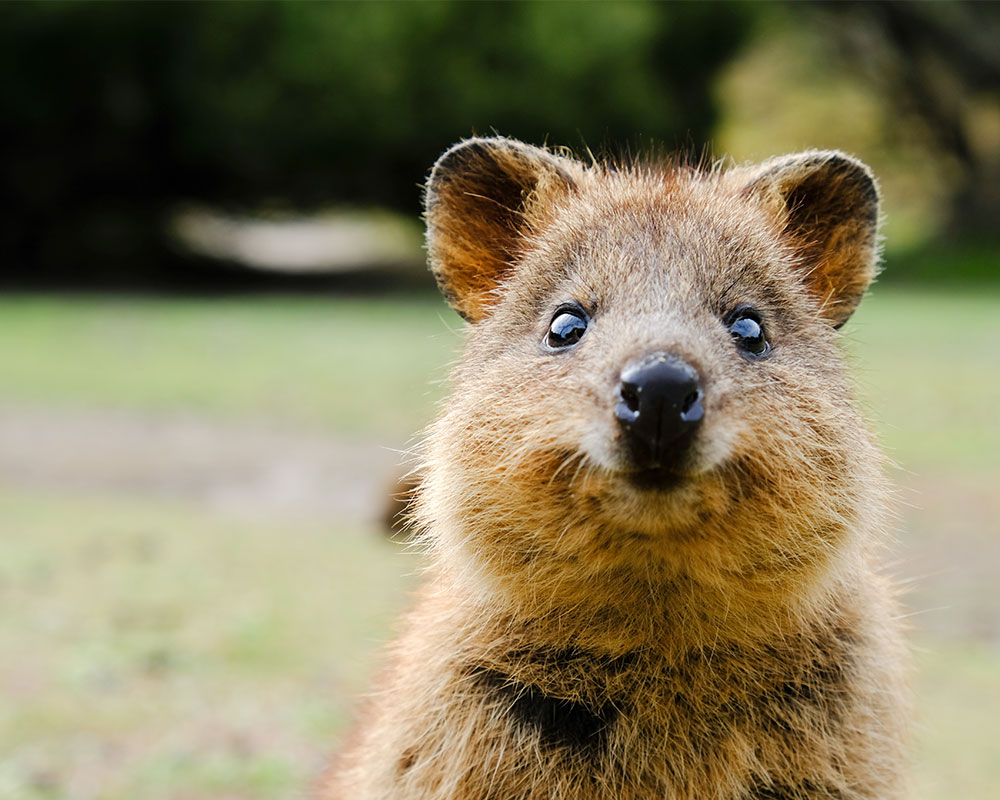 Top 10 Cutest Aussie Animals | Greyhound Australia