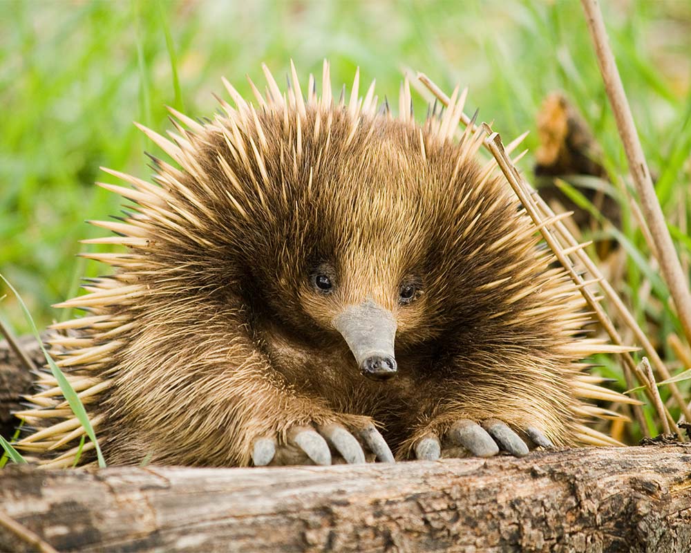 Top 10 Aussie Animals | Greyhound Australia