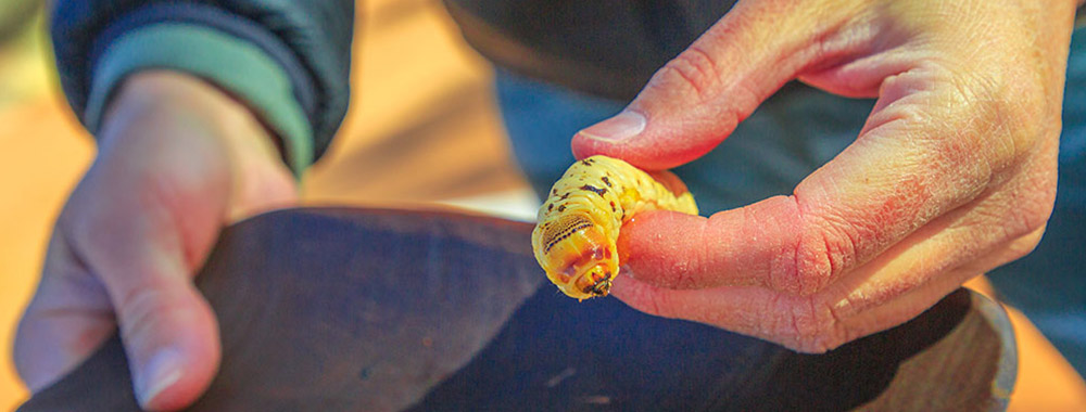 What Food Should I Try in Australia?