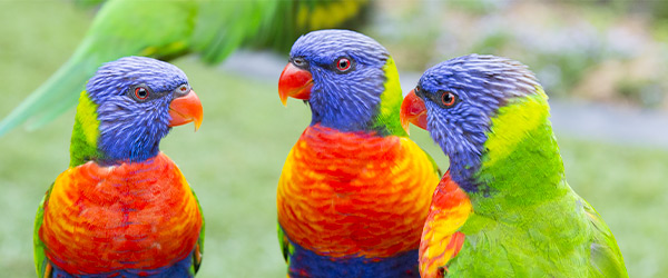 Currumbin Wildlife Sanctuary