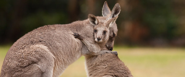 Kangaroo Sanctuary Alice Springs