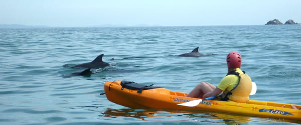 Kayak with dolphins