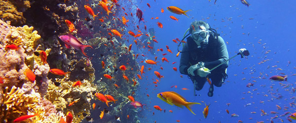 Diving & Snorkelling tours at Great Barrier Reef