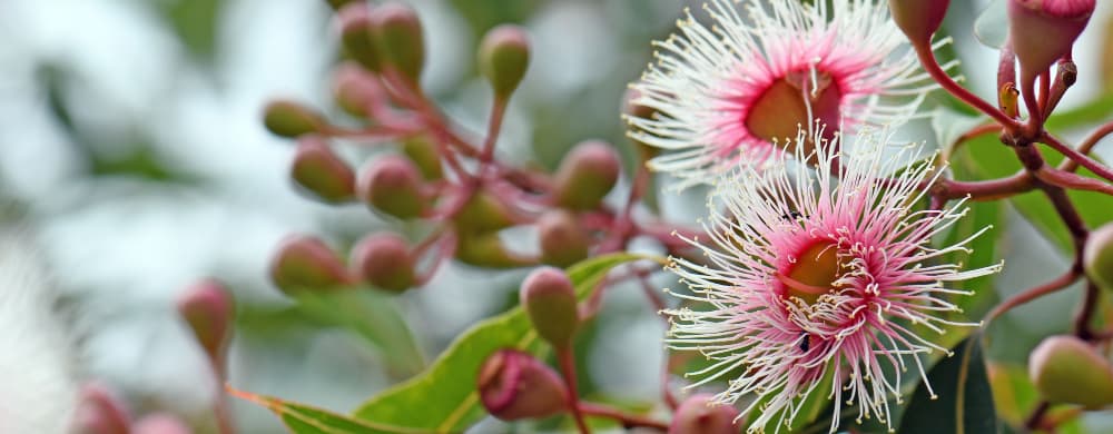 6 Blooming Good Flower Events in Australia This Spring