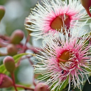 6 Blooming Good Flower Events in Australia This Spring