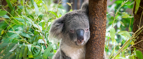 Bungalow Bay Wildlife Experience