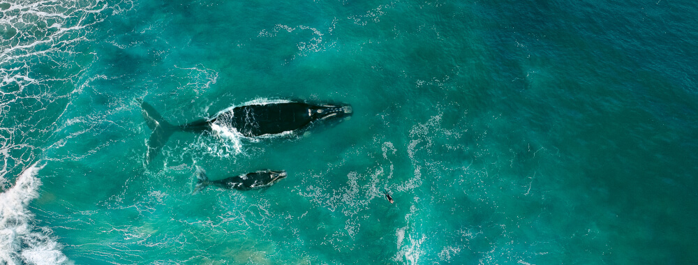 Top 7 Places to go Whale Watching in Australia