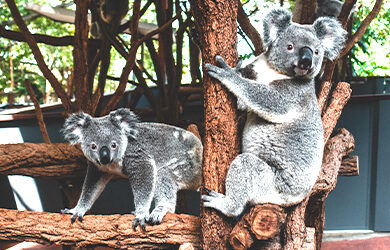 lone-pine-koala-sanctuary
