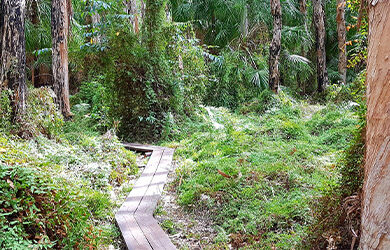 reedy-creek-reserve