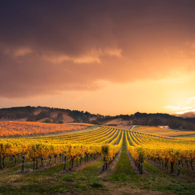 Sunset over Adelaide vineyard