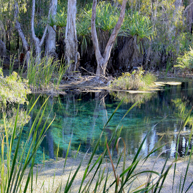 Bitter Springs in Mataranka