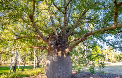 bottle-tree