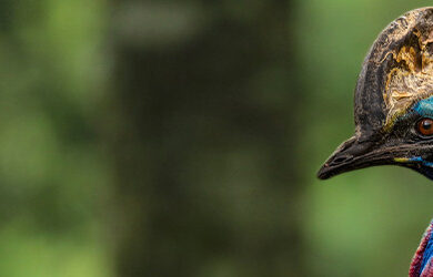 cassowary-spotting