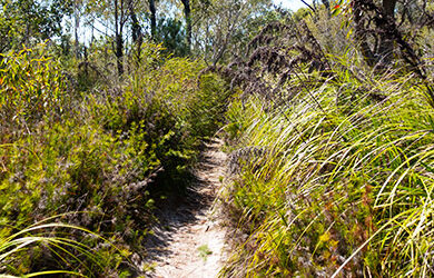 cooloola-great-walk