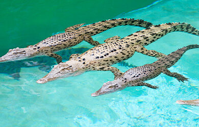 crocosaurus-cove