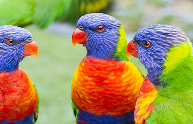 currumbin-wildlife-sanctuary