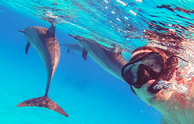 dolphin-marine-conservation-park
