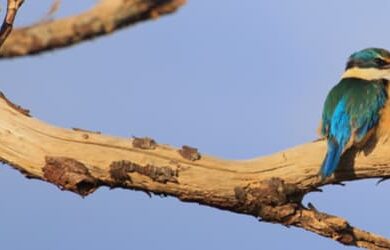 julia-creek-kingfisher