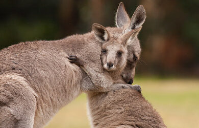 kangaroo-sanctuary