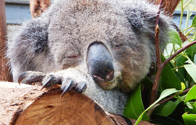 koala-hospital