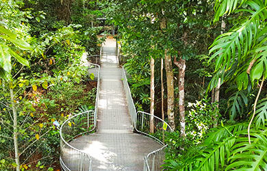 mamu-tropical-skywalk