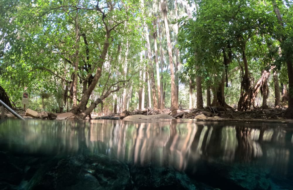 Photo of the Mataranka Thermal Pools.