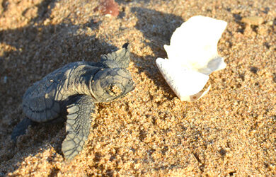 mon-repos-turtle-centre