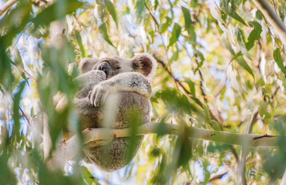 Koala in Gumtree, Noosa.