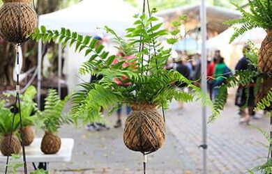 noosa_eumundi_600x250