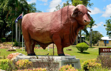the-big-bulls600x250