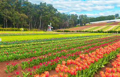 tulip-festival